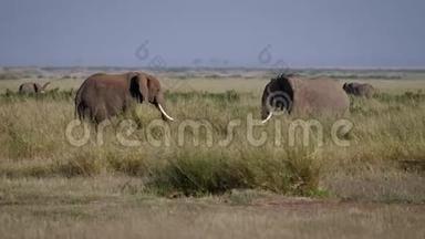 非洲成年公牛大象在打架前<strong>互相</strong>评估和<strong>互相</strong>刺激